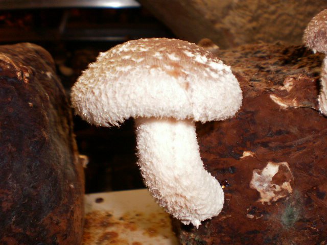 Shiitake_Superpilz.jpg
