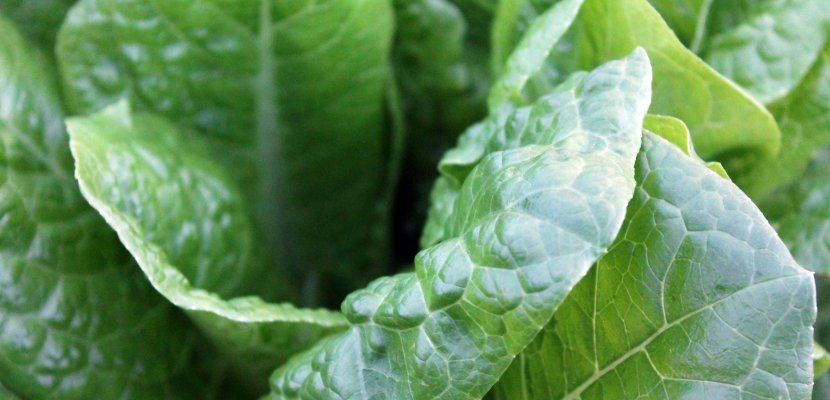 green-vegetables-1149790.jpg