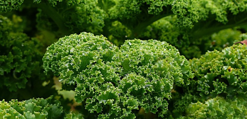 plant-1011492.jpg