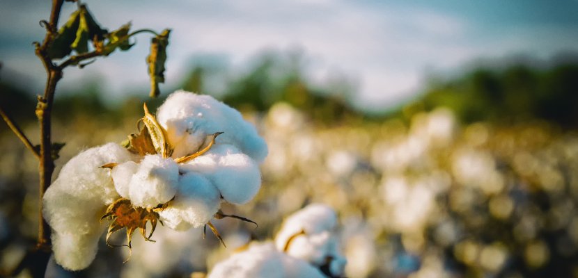 cotton-2807360.jpg