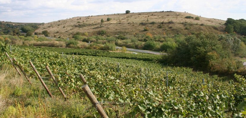 Weinberge_Weingut Hoffmann_PIELERS_Wein_Deutschland_Sachsen-Anhalt.jpg