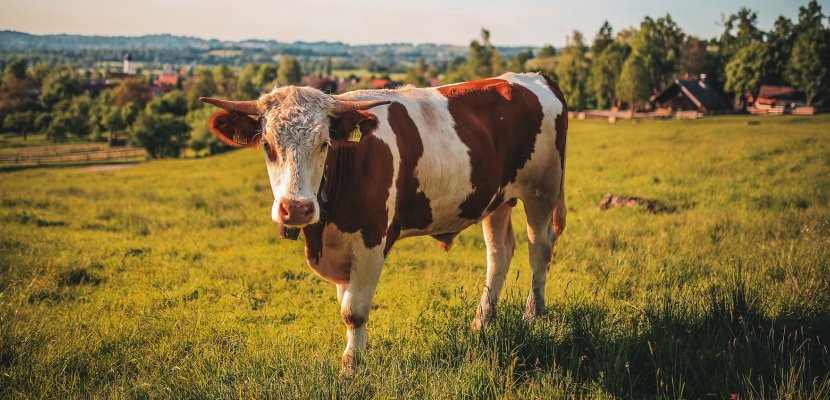 animal-bull-cattle-457447.jpg