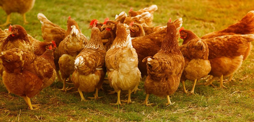 chickens-4145198_1920.jpg