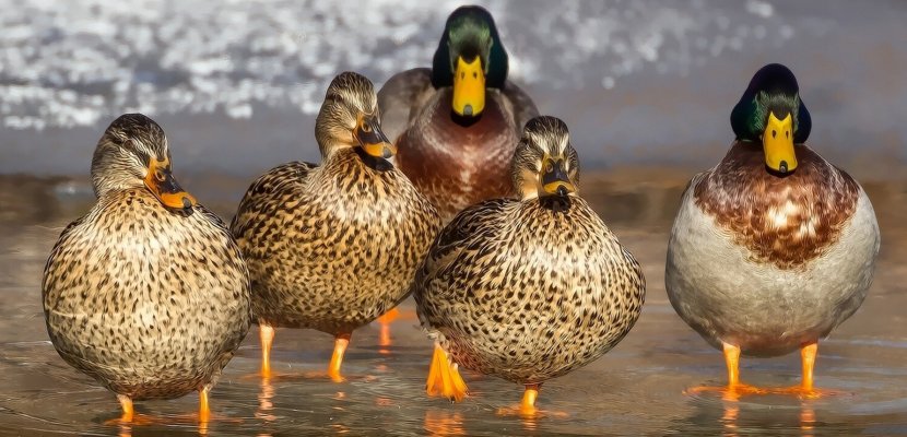 duck-1463317.jpg