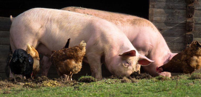 pigs-4125935_1920.jpg