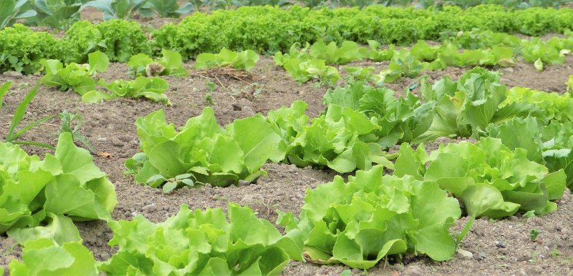 salad-2482457_1920.jpg