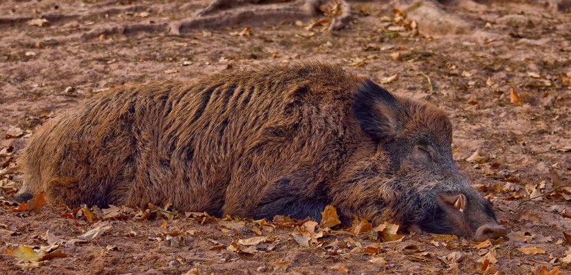 wild-boar-3635108_1920.jpg