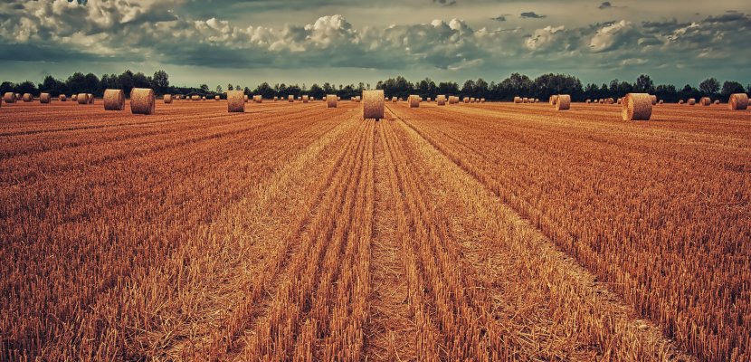 field-3186902_1920.jpg