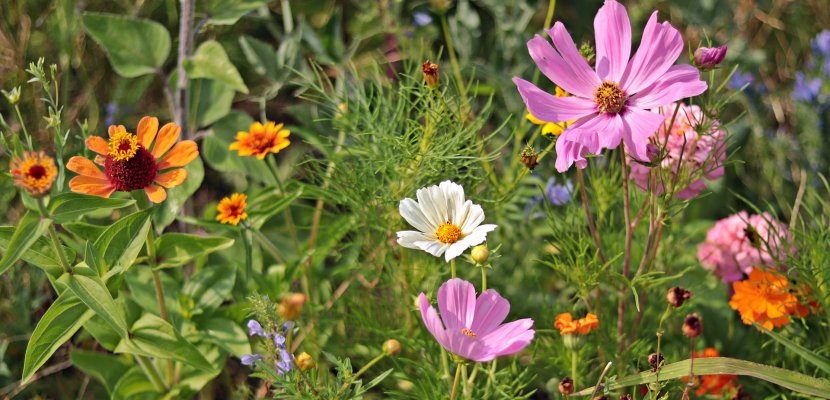 Blumen_Wiese_Mischkultur.jpg