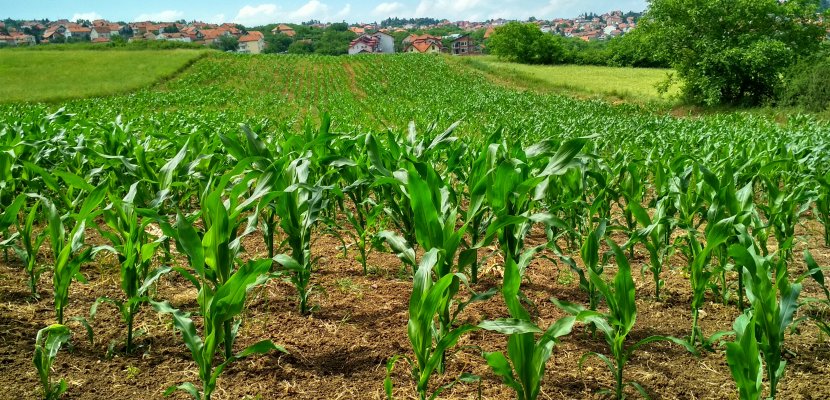 corn-cornfield-crop-1112080.jpg