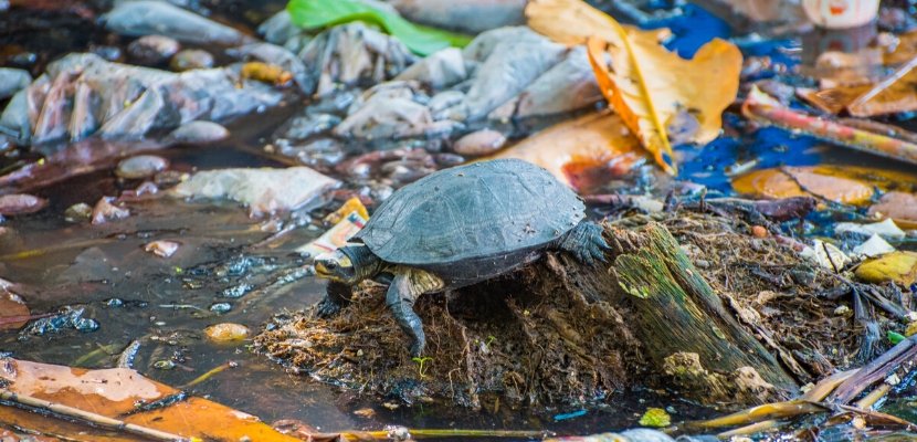 Schildkröte - Müll - Umweltverschmutzung.jpg