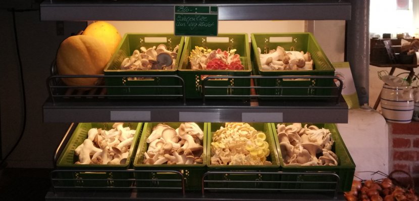Frischpilze3+WärmenutzungTrockenschrank1.jpg