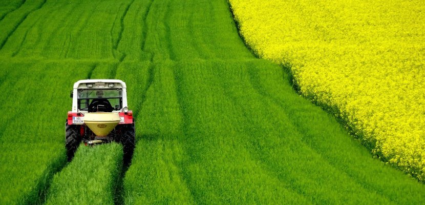 field-of-rapeseeds-4910374_1920.jpg