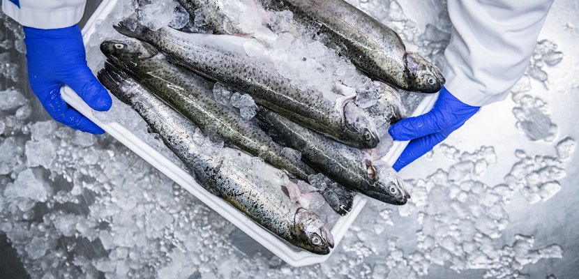 HHH_9103_Fisch_dreistern_Fiedler.jpg