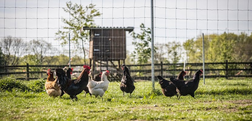 HHH_9432_Hühner_Hähnchen_Huhn.jpg