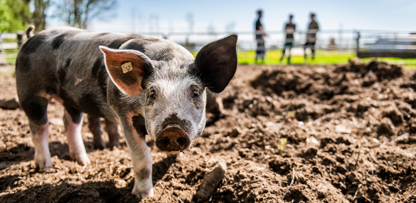 Freilandschwein in Niedersachsen.png